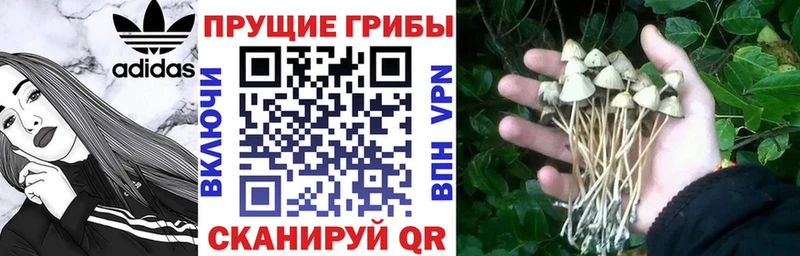 Псилоцибиновые грибы Magic Shrooms  Купить где  Аткарск 